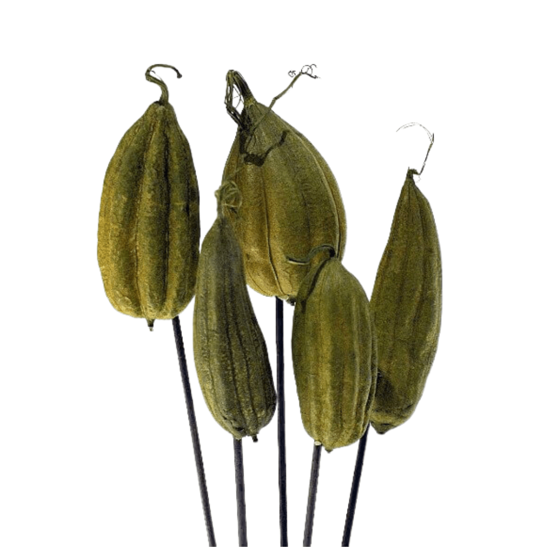 Jhinga Pods - Moss Green - Wick'ed Fragrance House