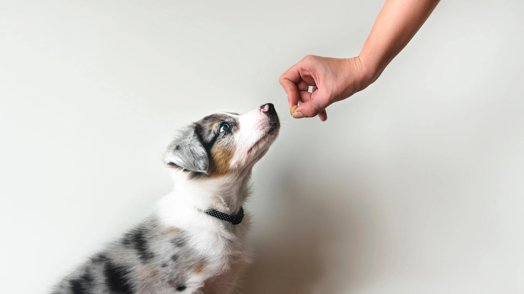 Dog Treats - Wick'ed Fragrance House