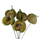 Preserved Buddha Nut - Wick'ed Fragrance House