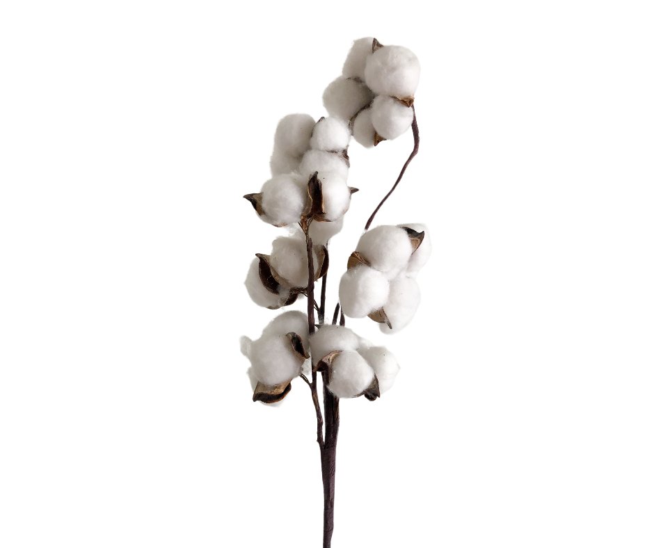 Preserved Cotton Stem - Wick'ed Fragrance House