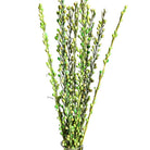 Preserved Moti Sticks - Wick'ed Fragrance House
