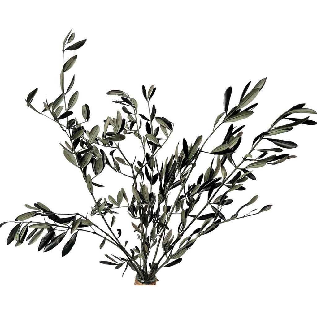 Preserved Olive Branch - Wick'ed Fragrance House