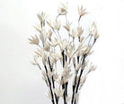 Preserved Palm Peacock - White Wash - Wick'ed Fragrance House