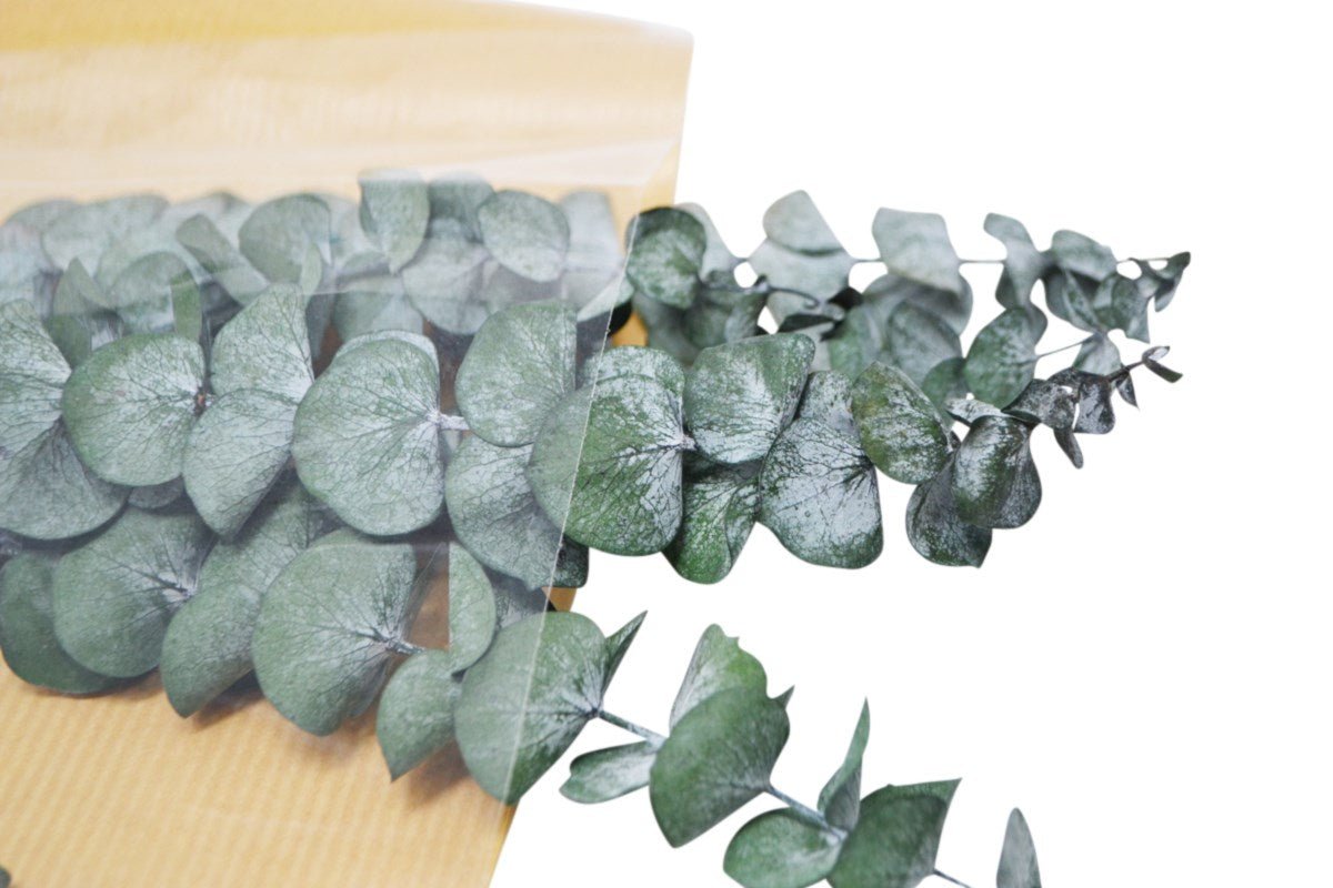 DRIED EUCALYPTUS - Wick'ed Fragrance House