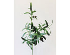 OLIVE BRANCH - Wick'ed Fragrance House